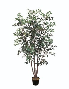 EF-4798 6 feet Ficus Tree 1563 leaves Green