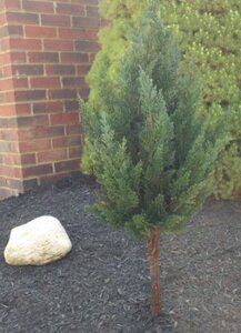A-120F 37” Cypress -Foliage height 24 inches tall with 13 inches of stem U.V. Stabilized Plastic Foliage resist fading under sunlight and is waterproof-small -green -12 ” width (Fuller Version of the A-120)