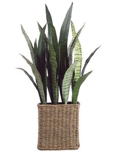 EF-344 32 inches Sansevieria Plant in Seagrass Basket Two Tone Green (Price is for a 2 pc set)