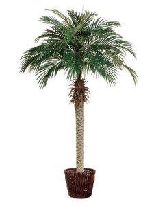 EF-4377  6 feet Phoenix  Date Palm Tree in Willow Basket