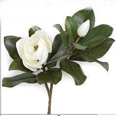 EF-110520  30 inches Magnolia Branch Cream/ Green Sold per pc