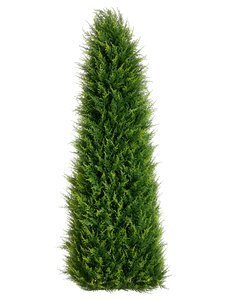 EF-224 4 feet Outdoor Canadian Cypress Triangular Topiary in Pot Green Indoor/Outdoor (Price is for a 2pc set)
