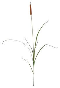 EF-2 36 inches  4 inches Flocked Cattail, 6-9 inches to 22 inches Wired Poly Leaves Brown (Price is for a 12pc set)