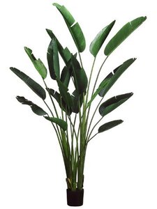EF-608 8 feet Bird of Paradise Plant w/18 Lvs. in Plastic Pot Green (Price is for a 2 whole palms...