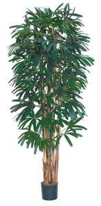 EF-1880  7 feet Raphis Palm has 6 Natural Trunks with 812 Leaves and comes potted in a non-decorative container