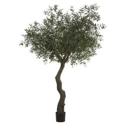 EF-187   7.5 feet Exotic  Olive Tree in Plastic Pot  Green Black