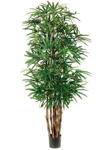 EF-766   7.5 feet Lady Palm Tree x7 w/1003 Lvs. in Pot Two Tone Green  (Price is for a 2pc Set)
