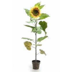 EF-476  5 feet Potted Sunflower