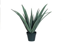 EF-3322   30 inches Natural Touch Succulent comes potted in a black pot as shown.  24 Self-Shaping Aloe Leaves It spans 32 inches at the widest point