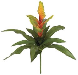 20 inches Bromeliad Plant - 14 Green Leaves - 5 Orange/Green Flowers