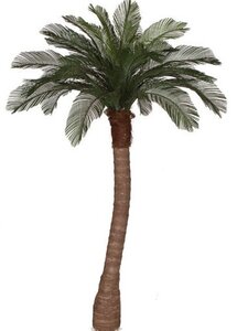 A-154340 6 feet Outdoor Cycas Palm Tree - 24 Fronds - Custom Made