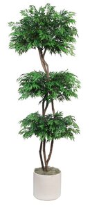 EF-4104    6.5 feet  Ming Aralia Topiary has 3 Natural Dragonwood Trunks wIth 4,998 Leaves