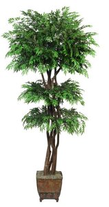 EF-4085   7.5 feet   Tiered Ming Aralia Tree comes on 5 Natural Dragonwood trunks and has 4,403 Leaves