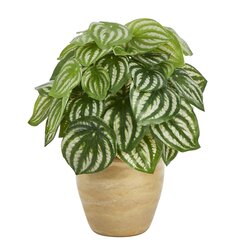 11" Watermelon Peperomia Artificial Plant in Ceramic Planter (Real Touch)