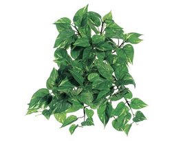 12" to 14" Medium Pothos Hanging Bush  with 106 Leaves Two Tone Variegated Green