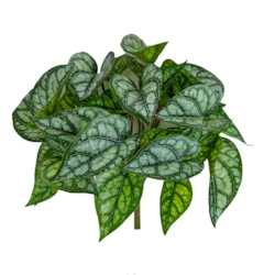 11" Natural Touch UV Argyreia Plant