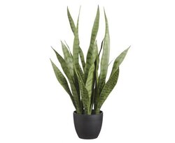 24" Sansevieria in Pot  Green