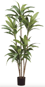 65" Dracaena Tree in Pot  Green