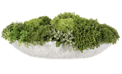 7"Hx12"Wx20"L Mixed Sedum in Low Coral Vase Green Light