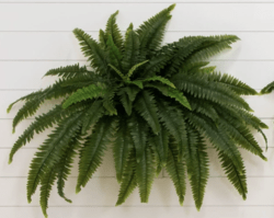 48" Outdoor UV Resistant Artificial Boston Fern (Indoor/Outdoor) - Set Of 2
