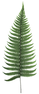 16-18" Preserved Fern Green Fern- 10 stems, Preserved