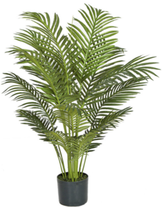 3.5 Foot Areca Palm Tree