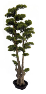 5.5 Foot Outdoor UV Rated Cypress Bonsai Tree