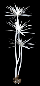 5 feet & 7 feet Multi Dracaena Canvas Natural Or Painted