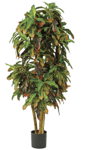 6' Croton Plant on Natural Trunks