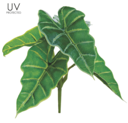 7.5" Outdoor UV Protected Caladium Hortulanum Bush Green