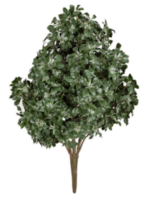 49 inches Outdoor UV Mahonia Bush - Cream/Green