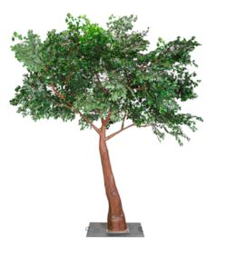 14' Tall x 13' Wide - Giant Ficus Tree Dark Green