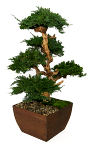 36" Vintage Bonsai in an antique vintage wood bowl 20 to 24" Wide