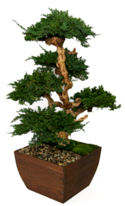 48" Vintage Bonsai in an zince bronze container 36" Wide