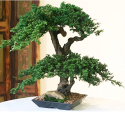 20" TO 22" Tall Double Double Monterey Bonsai 16 to 18" Wide
