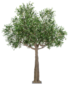 9.5 Foot Tall Outdoor UV Rated Mediterranean Olive tree with olives