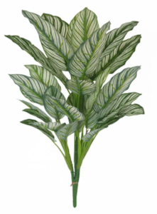 24" FireSafe Calathea Whitestari Bush
