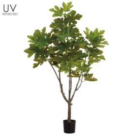 6' Outdoor UV Protected Fig Tree in Plastic Pot (knock-Down Packing) Green