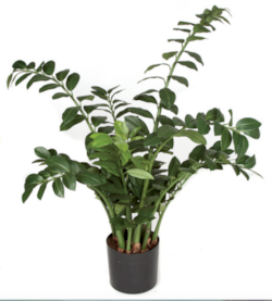 PR-101710 43 inches Zamia Plant -  260 Green Leaves - Weighted Base