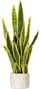 28" Green Snake Plant in 6 x 6 x 6" Gray Cement Pot. Green/yellow edges
