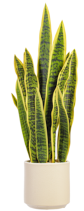 GREEN YELLOW