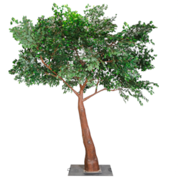 14' Tall x 13' Wide - Dark Green Giant Ficus Tree
