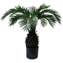 2.5 Foot Pineapple Palm