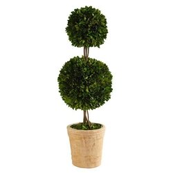 2.5' Preserved Boxwood Double Ball Topiary Tree in Decorative Planter