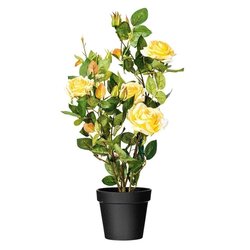 21" Yellow Rose Plant in Pot