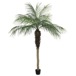 7' Potted Phoenix Palm Tree 899Lvs