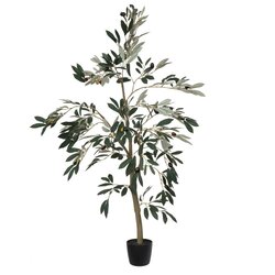 4' Potted Olive Tree 408 Lvs