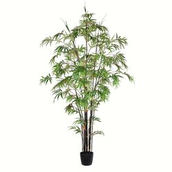 7' Potted Black Japanese Bamboo Tree