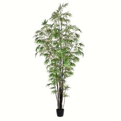 10' Potted Black Japanese Bamboo Tree