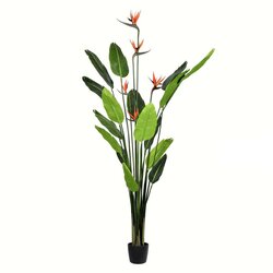 6' Potted Bird of Paradise Palm 16 Leave